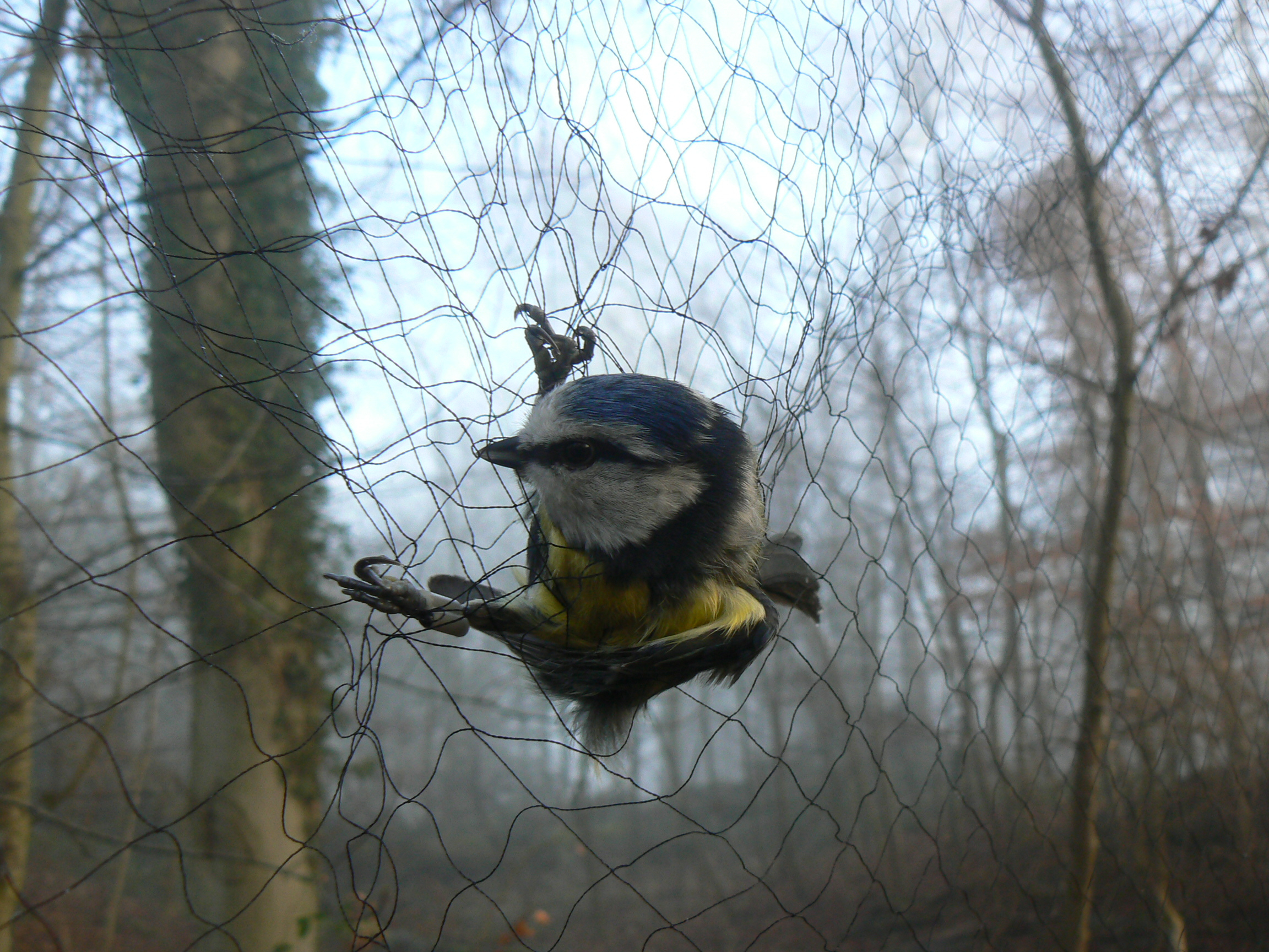 blue tit in mist net